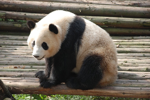 Sichuan Panorama