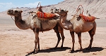 Kamel und Seidenstrae
