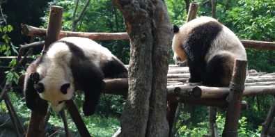 Sichuan Reisen & Groe Pandas